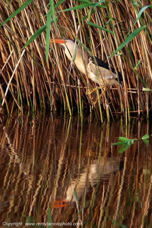 Blongios nain Parc Naturel R�gional de la Brenne Centre Val de Loire France www.remylacroixphoto.com