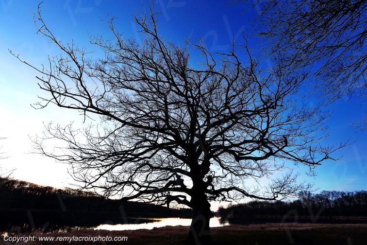 Tron�ais �tang Pirot Rond des P�cheurs ch�ne for�t Allier Auvergne France