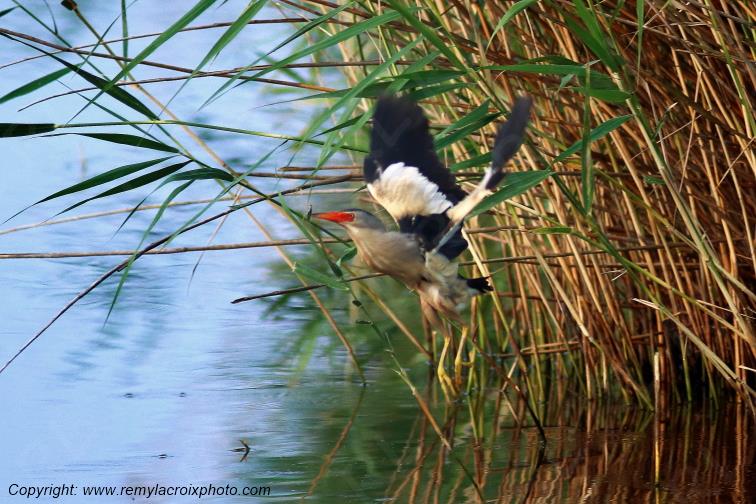 Blongios nain en vol Parc Naturel R�gional de la Brenne Centre Val de Loire France www.remylacroixphoto.com
