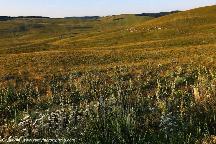 Col de la Matte Aubrac Cantal Auvergne Rh�ne-Alpes France www.remylacroixphoto.com
