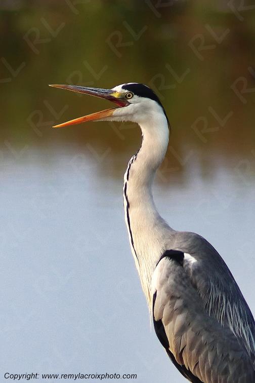 H�ron cendr� Parc Naturel R�gional de la Brenne Centre Val de Loire France www.remylacroixphoto.com