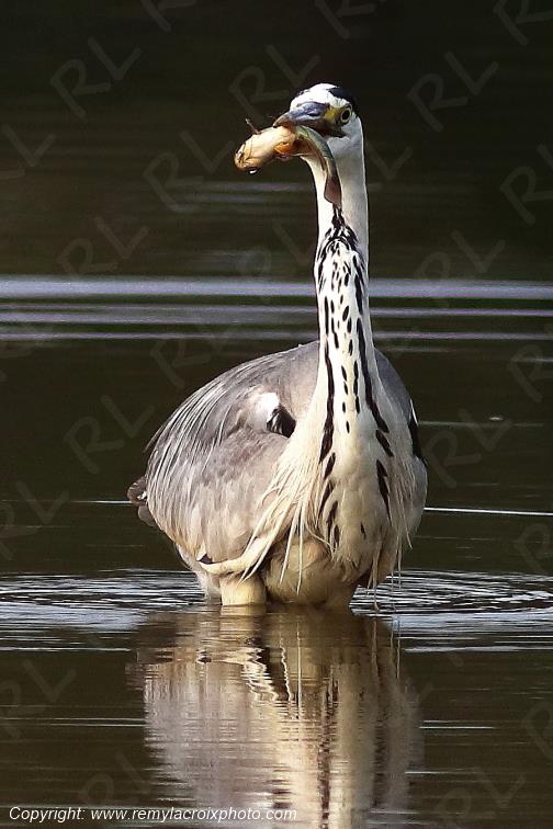 H�ron cendr� Parc Naturel R�gional de la Brenne Centre Val de Loire France www.remylacroixphoto.com