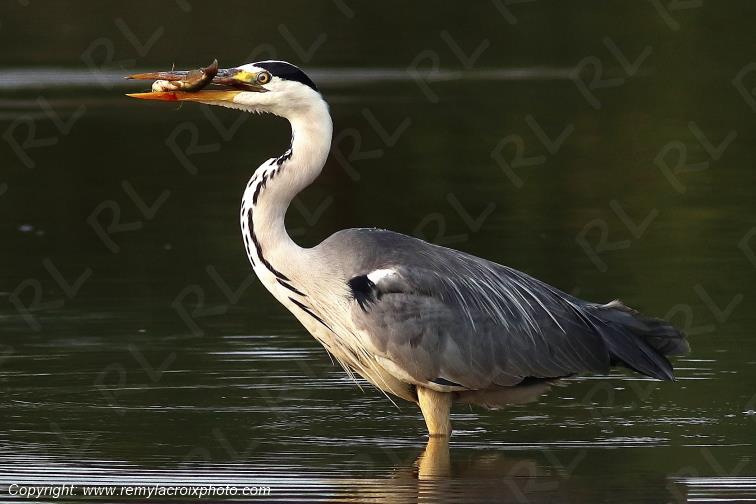 H�ron cendr� Parc Naturel R�gional de la Brenne Centre Val de Loire France www.remylacroixphoto.com