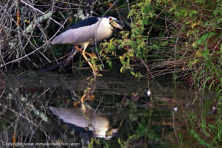 Bihoreau gris Parc Naturel R�gional de la Brenne Centre Val de Loire France www.remylacroixphoto.com