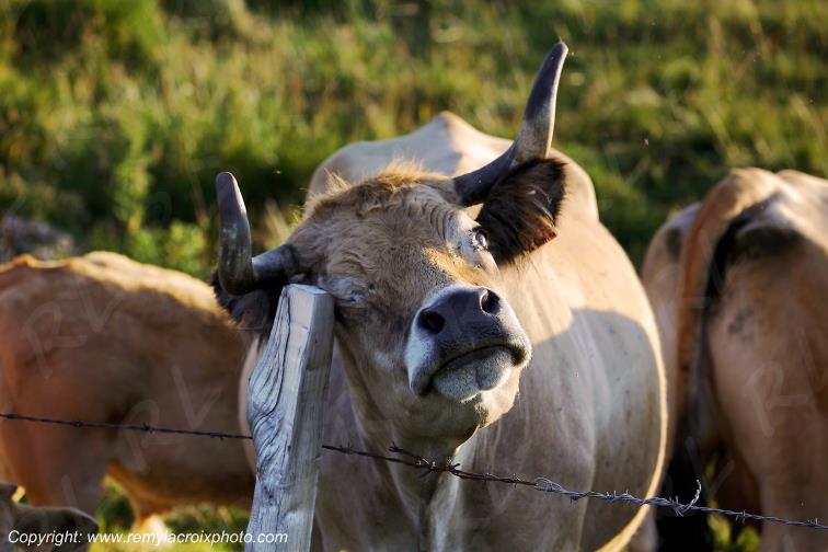 Col de la Matte vaches Aubrac Cantal Auvergne Rh�ne-Alpes France www.remylacroixphoto.com