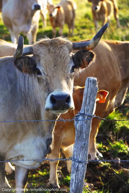 Col de la Matte vaches Aubrac Cantal Auvergne Rh�ne-Alpes France www.remylacroixphoto.com
