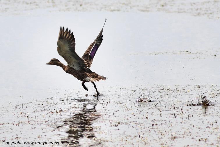 Canard colvert en vol Parc Naturel R�gional de la Brenne Centre Val de Loire France www.remylacroixphoto.com