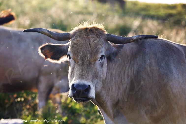 Col de la Matte vaches Aubrac Cantal Auvergne Rh�ne-Alpes France www.remylacroixphoto.com