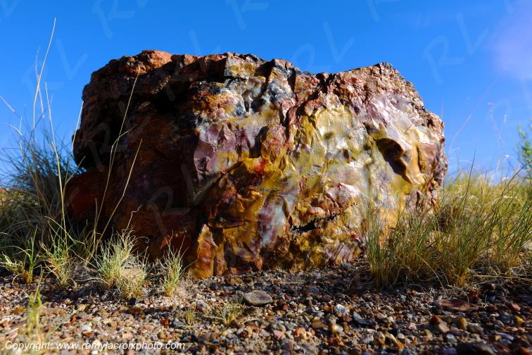 Crystal Forest Petrified Forest National Park Arizona USA