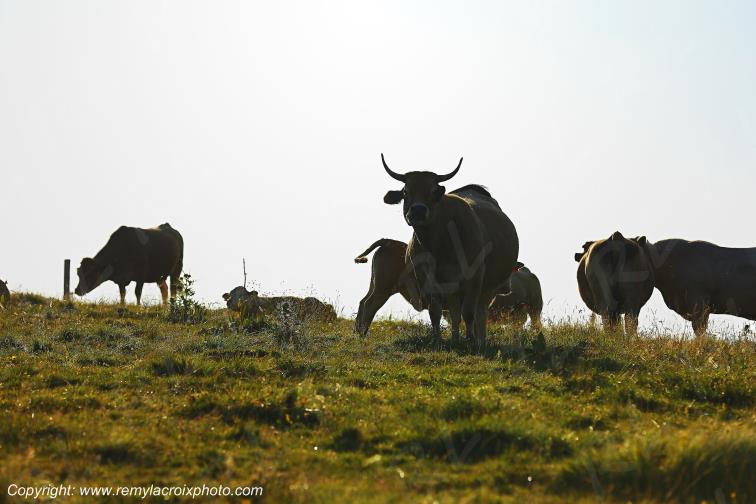 Col de la Matte vaches Aubrac Cantal Auvergne Rh�ne-Alpes France www.remylacroixphoto.com