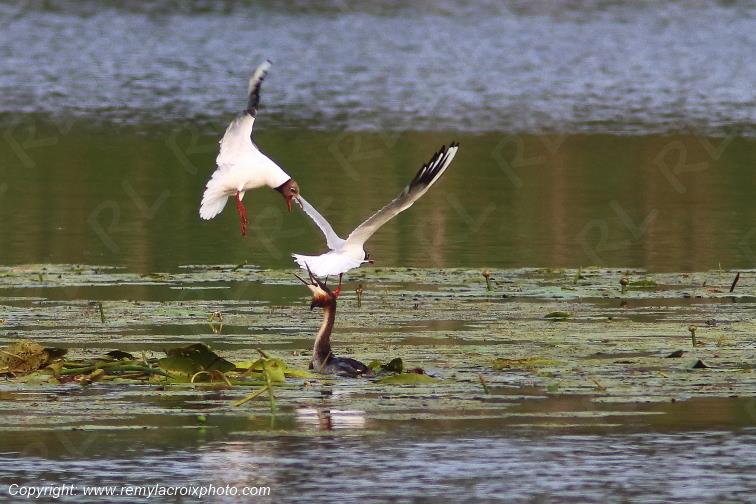 Mouettes rieuses et gr�be hupp� Parc Naturel R�gional de la Brenne Centre Val de Loire France www.remylacroixphoto.com