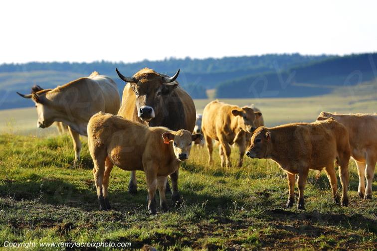 Col de la Matte vaches Aubrac Cantal Auvergne Rh�ne-Alpes France www.remylacroixphoto.com