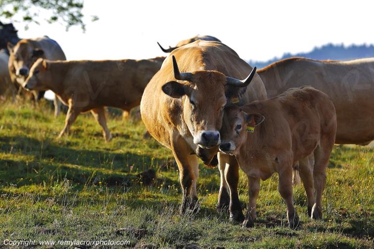 Col de la Matte vaches Aubrac Cantal Auvergne Rh�ne-Alpes France www.remylacroixphoto.com