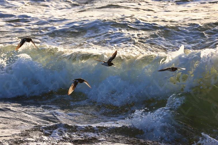 Tournepierres � collier plage de Pendruc Finist�re Bretagne France www.remylacroixphoto.com