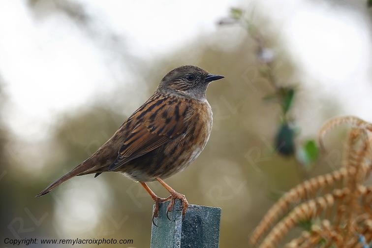 Accenteur mouchet Fouesnant Finist�re Bretagne France www.remylacroixphoto.com