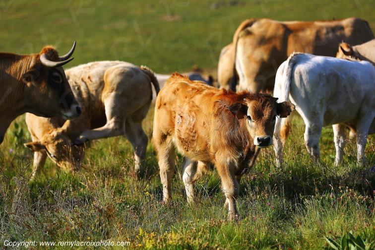 Col de la Matte vaches Aubrac Cantal Auvergne Rh�ne-Alpes France www.remylacroixphoto.com