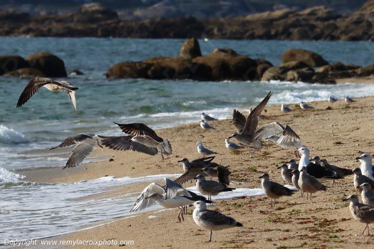 Go�lands plage de Pendruc Finist�re Bretagne France www.remylacroixphoto.com