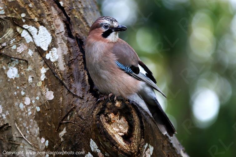 Geai des ch�nes juv�nile Finist�re Bretagne France www.remylacroixphoto.com