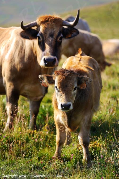 Col de la Matte vaches Aubrac Cantal Auvergne Rh�ne-Alpes France www.remylacroixphoto.com