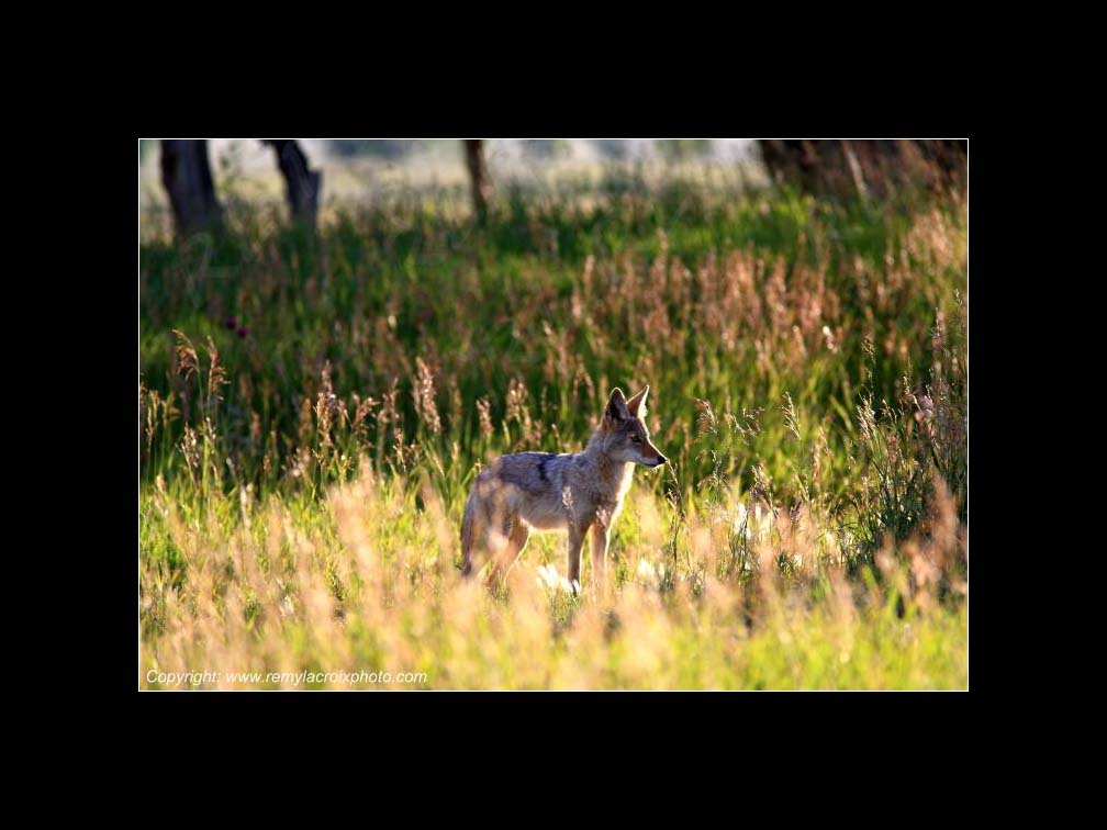 Lewis & Clark Expedition Corps of Discovery 1804-1806 Coyote