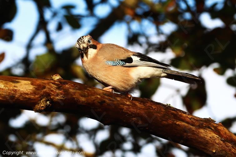 Geai des ch�nes juv�nile Finist�re Bretagne France www.remylacroixphoto.com
