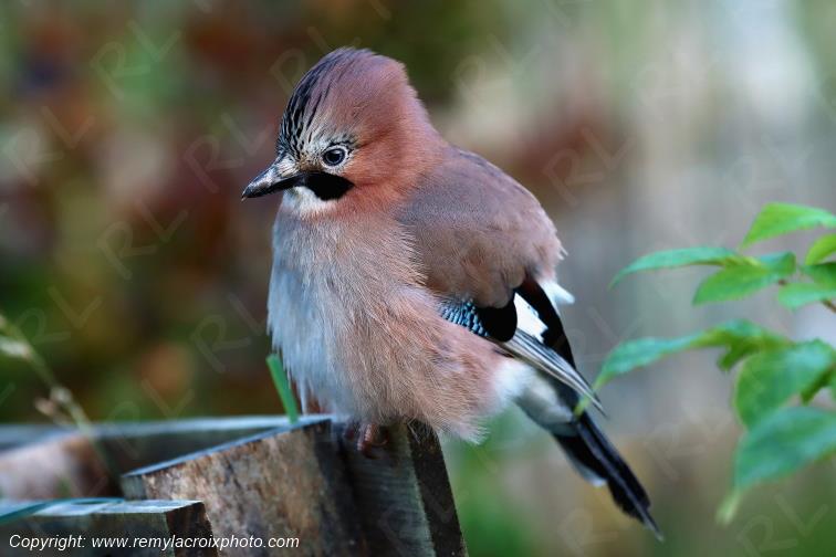 Geai des ch�nes juv�nile Finist�re Bretagne France www.remylacroixphoto.com