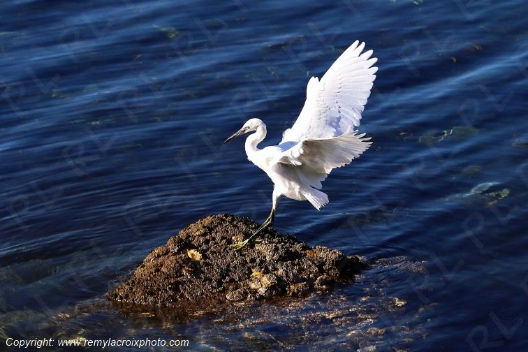 Aigrette garzette anse de Pouldohan Finist�re Bretagne France www.remylacroixphoto.com