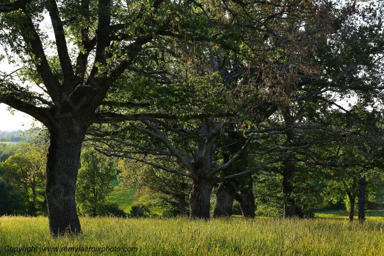 Tranzault Le Chassin Indre Berry Centre Val de Loire France www.remylacroixphoto.com