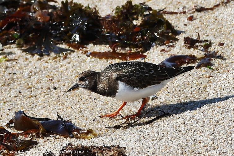 Tournepierre � collier plage de Pendruc Finist�re Bretagne France www.remylacroixphoto.com