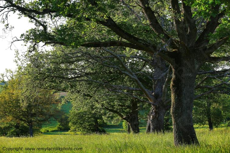 Tranzault Le Chassin Indre Berry Centre Val de Loire France www.remylacroixphoto.com