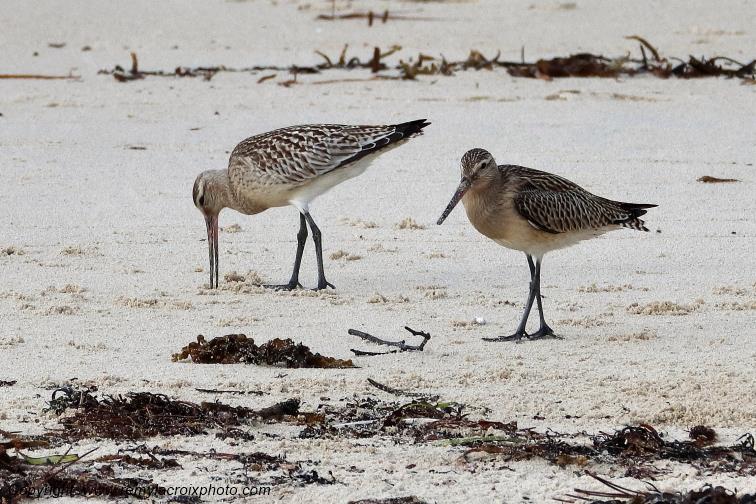 Barges rousses plage de Pendruc Finist�re Bretagne France www.remylacroixphoto.com