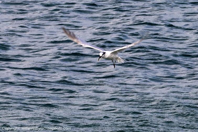 Sterne caugek plage de Pendruc Finist�re Bretagne France www.remylacroixphoto.com