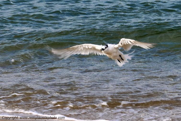 Sterne caugek plage de Pendruc Finist�re Bretagne France www.remylacroixphoto.com