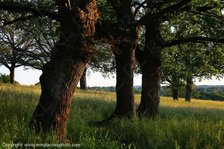 Tranzault Le Chassin Indre Berry Centre Val de Loire France www.remylacroixphoto.com