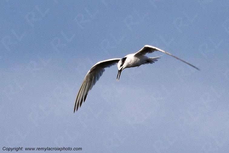 Sterne caugek plage de Pendruc Finist�re Bretagne France www.remylacroixphoto.com