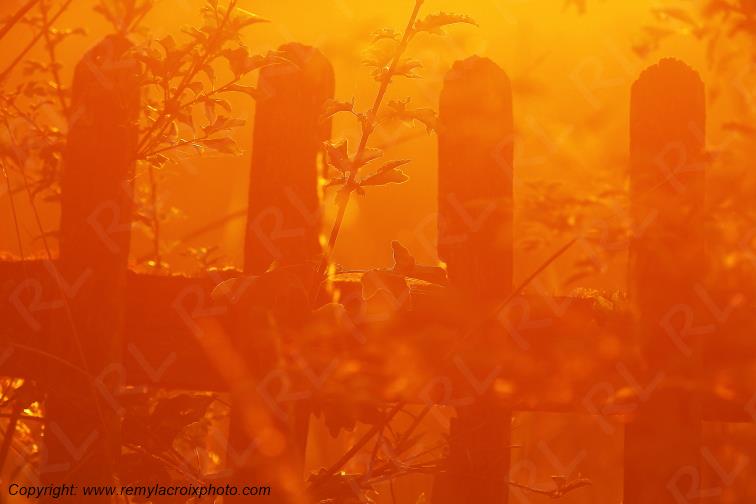 Tranzault Le Chassin Indre Berry Centre Val de Loire France www.remylacroixphoto.com