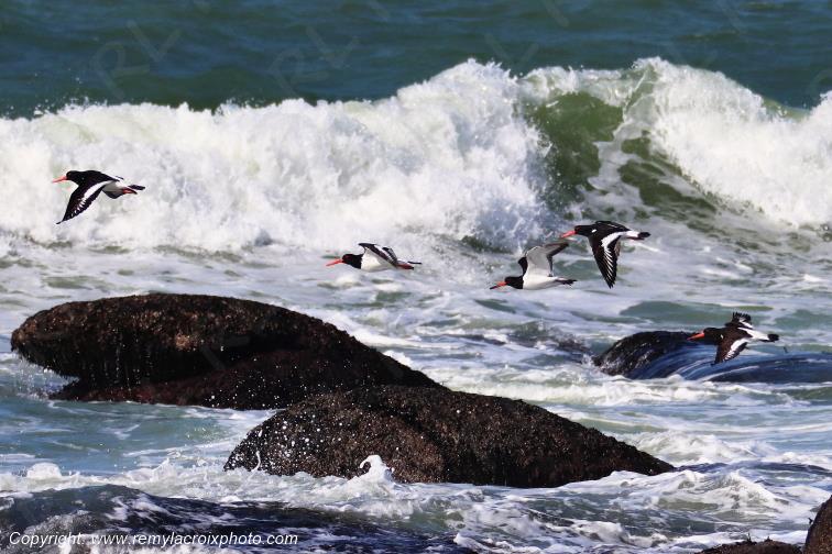 Vol d'hu�triers pie Pendruc pointe de la Jument Tr�gunc Finist�re Bretagne France www.remylacroixphoto.com