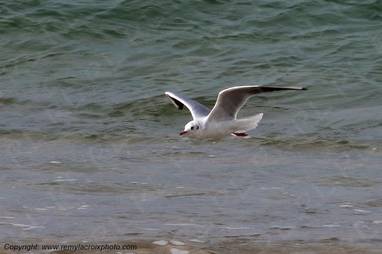 Mouette rieuse plage de Pendruc Finist�re Bretagne France www.remylacroixphoto.com