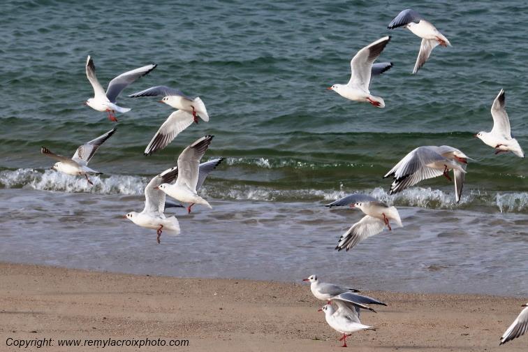 Mouettes rieuses plage de Pendruc Finist�re Bretagne France www.remylacroixphoto.com