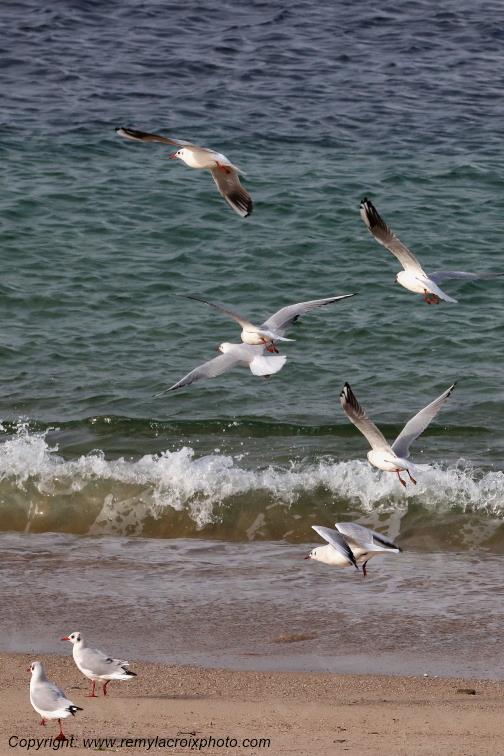 Mouettes rieuses plage de Pendruc Finist�re Bretagne France www.remylacroixphoto.com