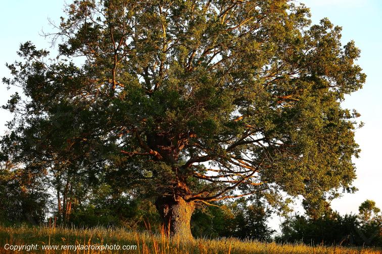 Tranzault Le Chassin Indre Berry Centre Val de Loire France www.remylacroixphoto.com