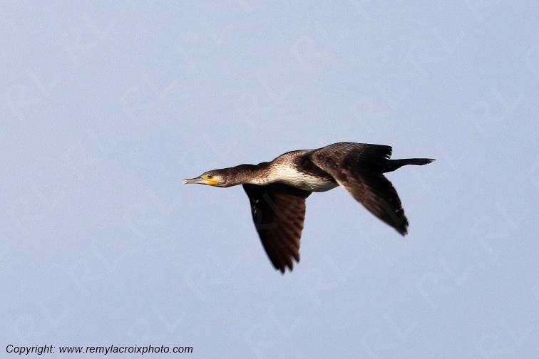 Grand cormoran plage de Pendruc Finist�re Bretagne France www.remylacroixphoto.com