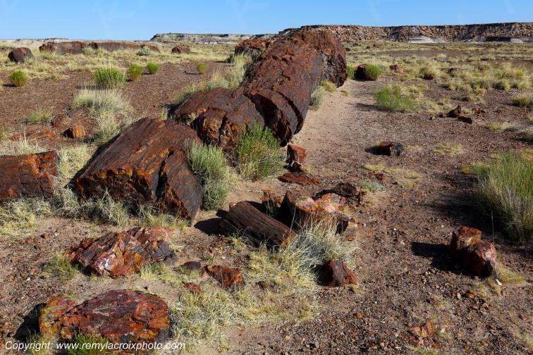 Crystal Forest Petrified Forest National Park Arizona USA