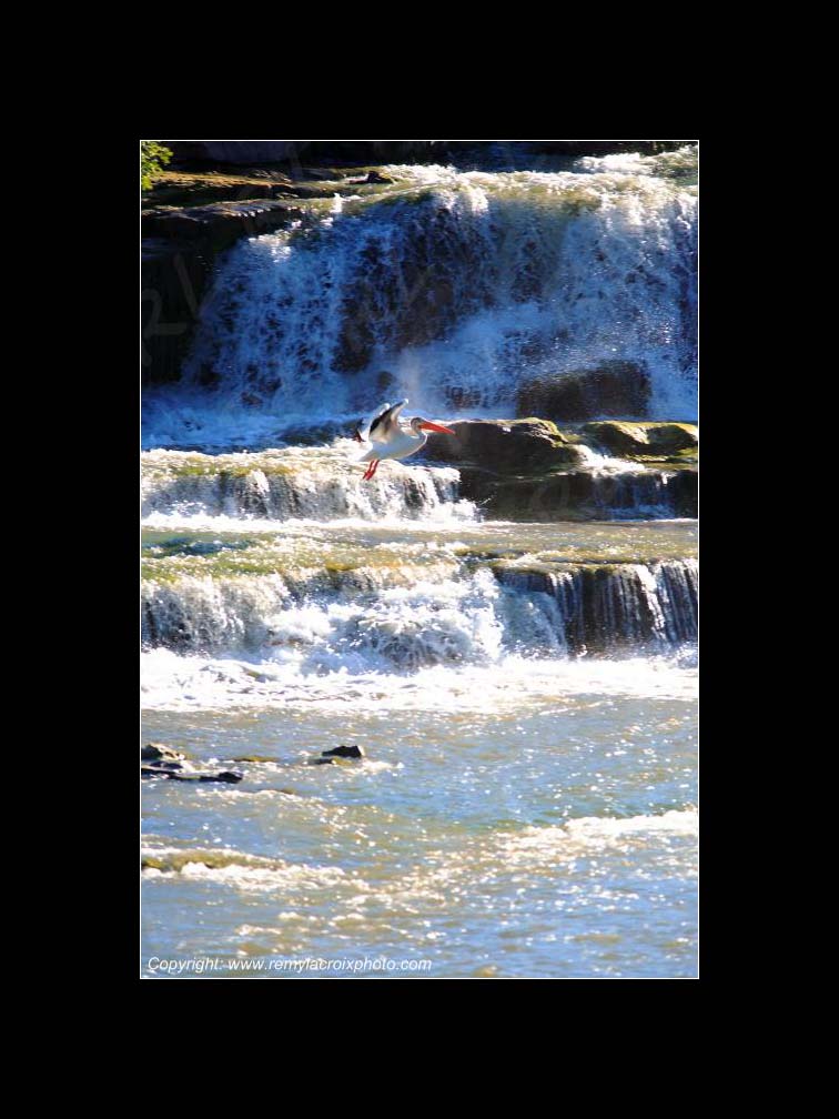Lewis & Clark Expedition 1804-1806 Great Falls American White Pelican Montana USA