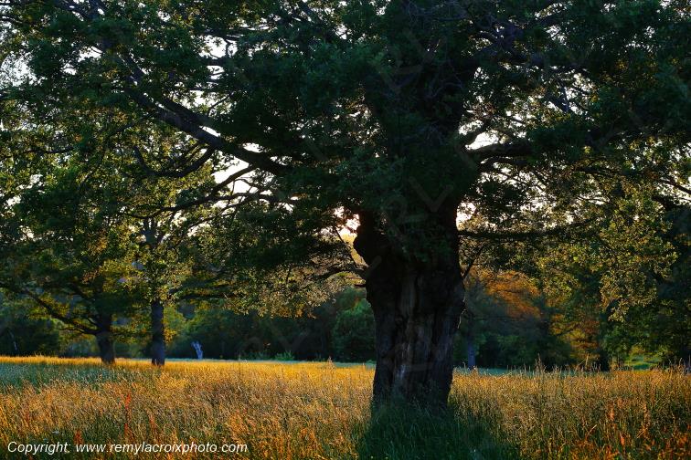 Tranzault Le Chassin Indre Berry Centre Val de Loire France www.remylacroixphoto.com