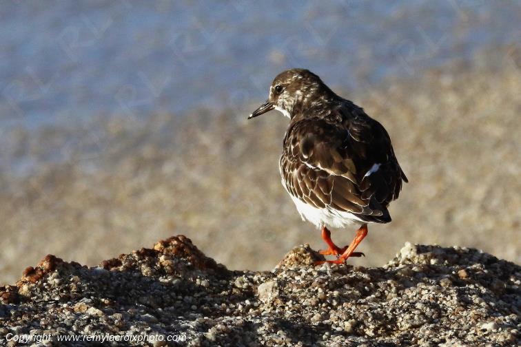 Tournepierre � collier plage de Pendruc Finist�re Bretagne France www.remylacroixphoto.com
