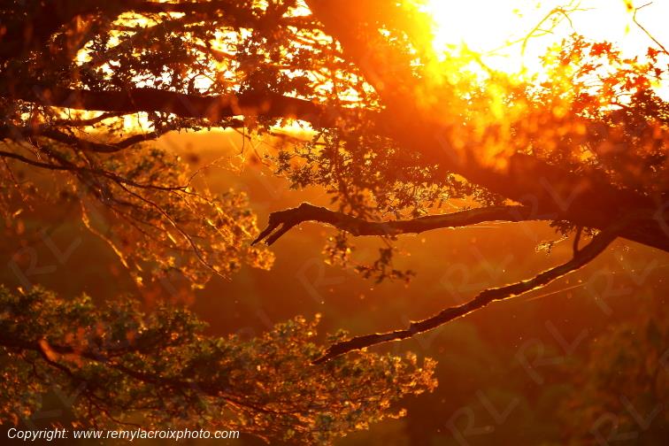 Tranzault Le Chassin Indre Berry Centre Val de Loire France www.remylacroixphoto.com