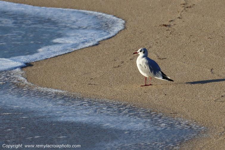 Mouette rieuse plage de Pendruc Finist�re Bretagne France www.remylacroixphoto.com