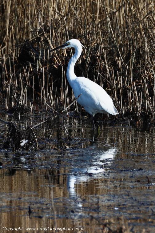 Aigrette garzette �tangs de Tr�vignon Finist�re Bretagne France www.remylacroixphoto.com