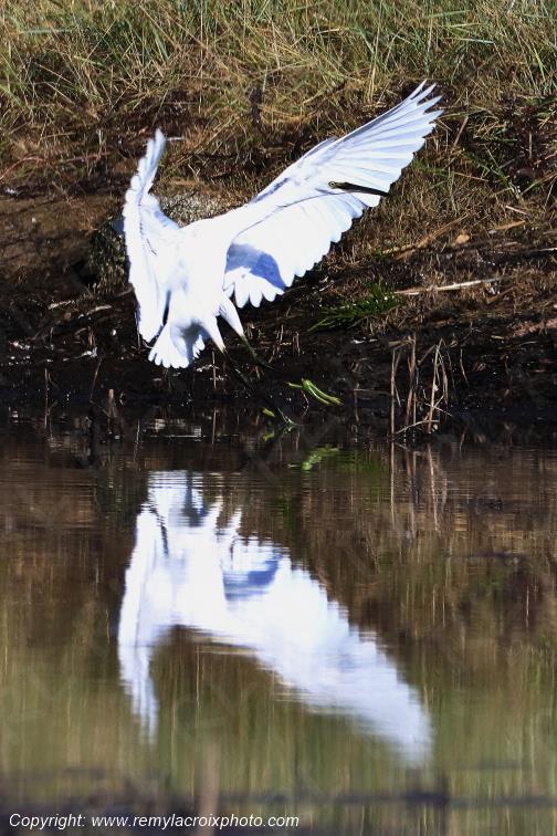 Aigrette garzette anguille �tangs de Tr�vignon Finist�re Bretagne France www.remylacroixphoto.com